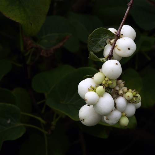 mass of small white snowberries on a bush