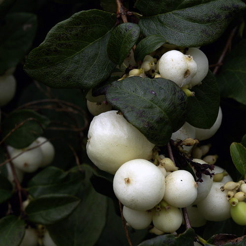 clump of white snowberries
