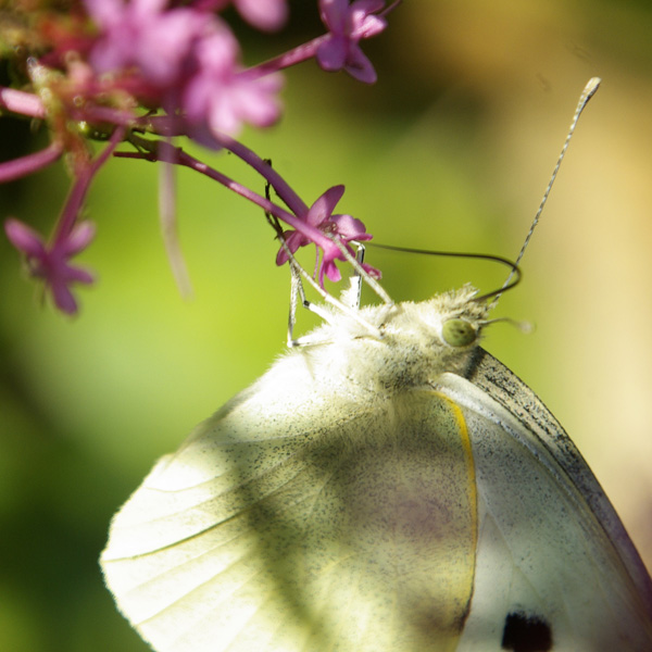 white butterfly feeding on flower of centranthus rubra