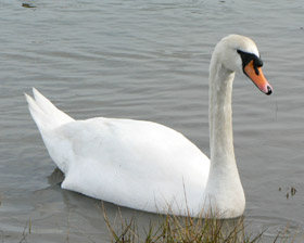 white swan