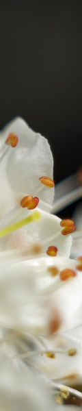 close-up of may blossom stamens against a black background