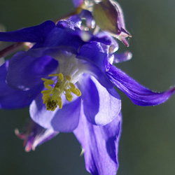 blue columbine flower