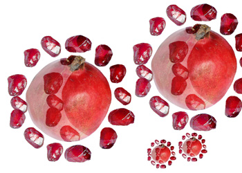 pomegranate shapes